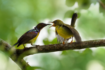 Dad and child bird in the feeding moment..Male colorful brown throat sunbird mouth positioning in the middle of juvenile wide open mouth on branch with blurred natural background.