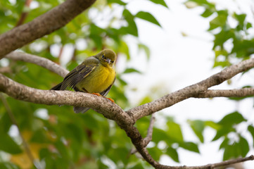Close up of Juvenile sunbird,front view..Brown throated sunbird  juvenile with yellow plumage perching on branch  looking  at photographer.