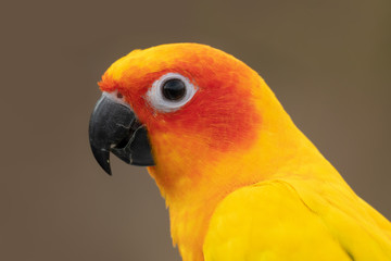 Bird portrait,side view..Close up of sun conure parakeet with black eye  beak and vibrantly yellow orange feather isolated blurred background..