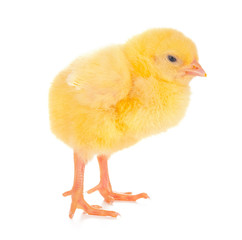 Cute little chicken isolated on white background