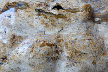 textures from fossilized wood