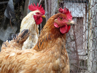 Chickens on the farm, selective focus. Brown domestic laying hen and white rooster in the coop
