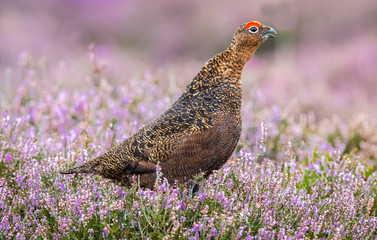 Red Grouse (Lagopus Lagopus) Male with red eyebrow, facing right in natural habitat of purple blooming heather on Grouse Moor.  Horizontal.