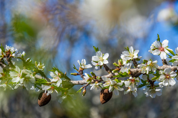 Almond blossoms and drupe