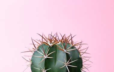 Green gymnocalycuim cactus on pastel pink background - obrazy, fototapety, plakaty