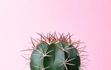 Store enrouleur tamisant sans perçage Cactus Cactus gymnocalycuim vert sur fond rose pastel