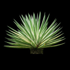 Agave plant isolated on white backgroumd. The succulent leaves of most Agave species have sharp marginal teeth are mostly monocarpic, though some species are polycarpic.