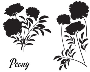 Peony silhouette vector illustration. Bouquet of Peony. 