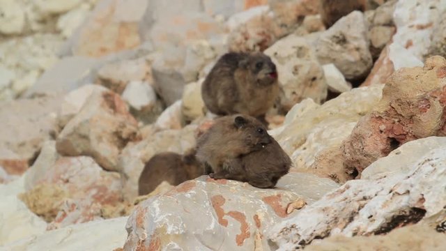 Rock hyrax family Steady shot of Rock hyrax group in Rosh hanikra Israel