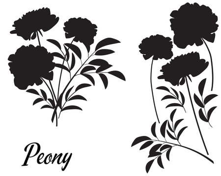 Peony Silhouette Vector Illustration. Bouquet Of Peony. 