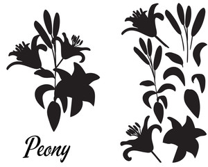 Lilly silhouette vector illustration. Bouquet of Lillies. 