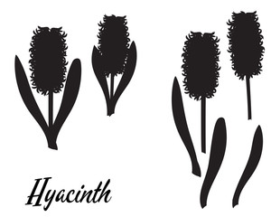 Silhouette of Hyacinth flower. Two hyacinths. 