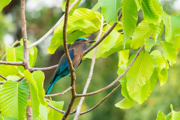 Colorful Indian Roller perching on a perch