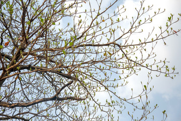 new born green leaf on branch of tree