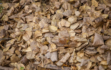 brown leaf in autumn season
