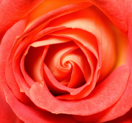 Fototapeta na wymiar Vibrant fresh red rose close up. Rose head macro photo background. Template or mock up. Top view.