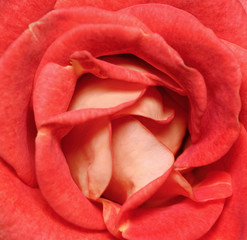 Vibrant fresh red rose close up. Rose head macro photo background. Template or mock up. Top view.