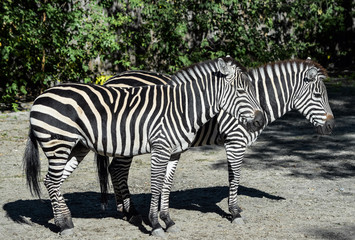 Two young zebras full length in the zoo. Safari animals. Zebras portrait close up.