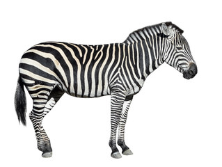 Fototapeta na wymiar Young beautiful zebra isolated on white background.