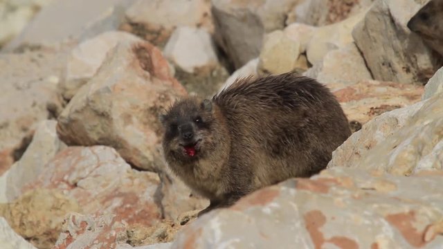 Rock hyrax Steady shot of Rock hyrax in Rosh hanikra Israel