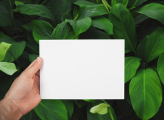 Hand holding white paper on green leaf for mockup design text advertising.