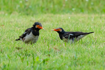 Two Asian Pied Starling threatening to each other