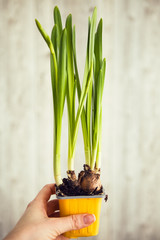 Green in yellow pot in hand