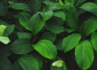 Green tropical leaves pattern background, Natural background and wallpaper. - obrazy, fototapety, plakaty
