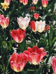 Tulips