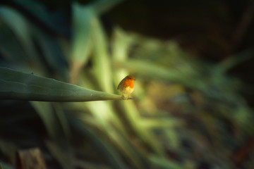 red robin bird on leaf