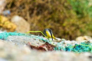 small water bird scanning for food on a beach between the trash