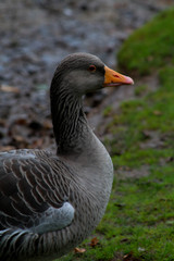 Goose