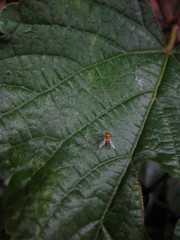 Bug on a leaf in the rain