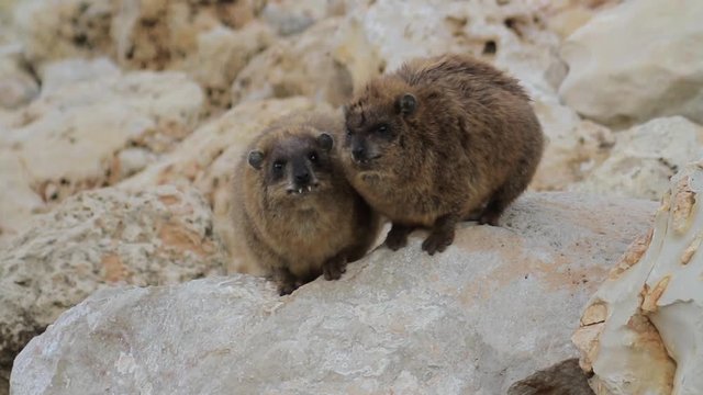 Rock hyrax Steady shot of Rock hyrax in Rosh hanikra Israel