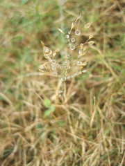 Dew on Grass on a Mountain Top