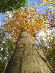 Fototapeta premium Autumn from Below