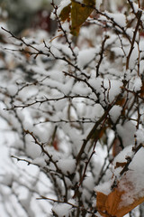 Snowy Thorn Branches