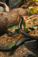 Snake at the Philadelphia Zoo