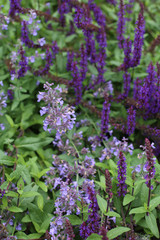 Fototapeta premium Flowers in a Garden in Philadelphia