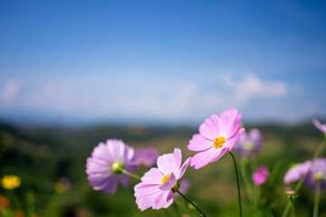 Copy space of flower on blue sky and white cloud background.