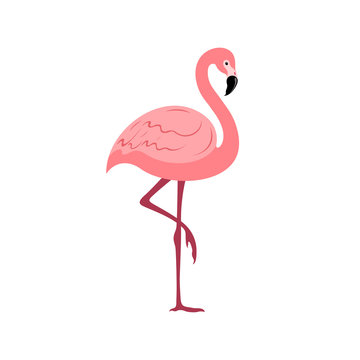 Flamingos in flat style on white background.