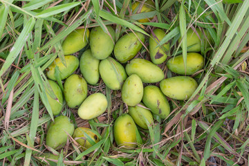 a pile of mangoes in grass