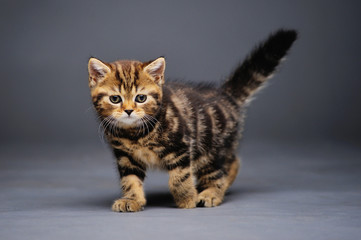 Little kitten on a black background