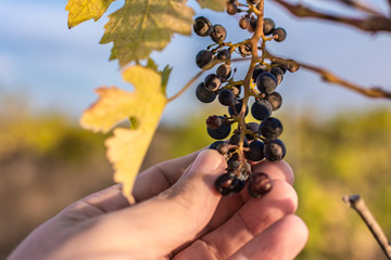 Climate change ruins the grape harvest due to drought