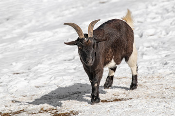 Close up of African pygmy goat (Capra aegagrus hircus)