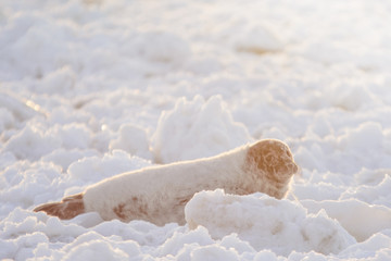 Baby seal in snow