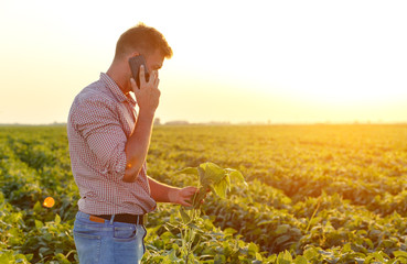 Young farmer in filed examining soybean corp and talking at phone.