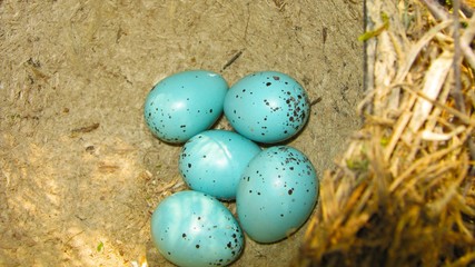 bird thrush nest with five blue eggs