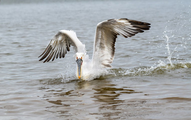 Dalmatian pelican (Pelecanus crispus) Wildlife in natural habitat