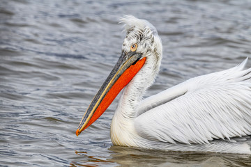 Dalmatian pelican (Pelecanus crispus) Wildlife in natural habitat
